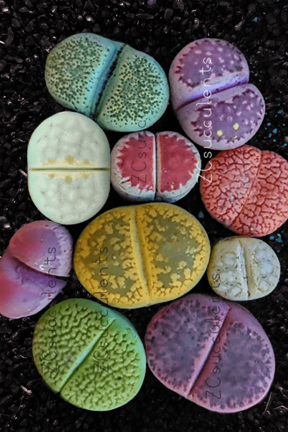 Lithops