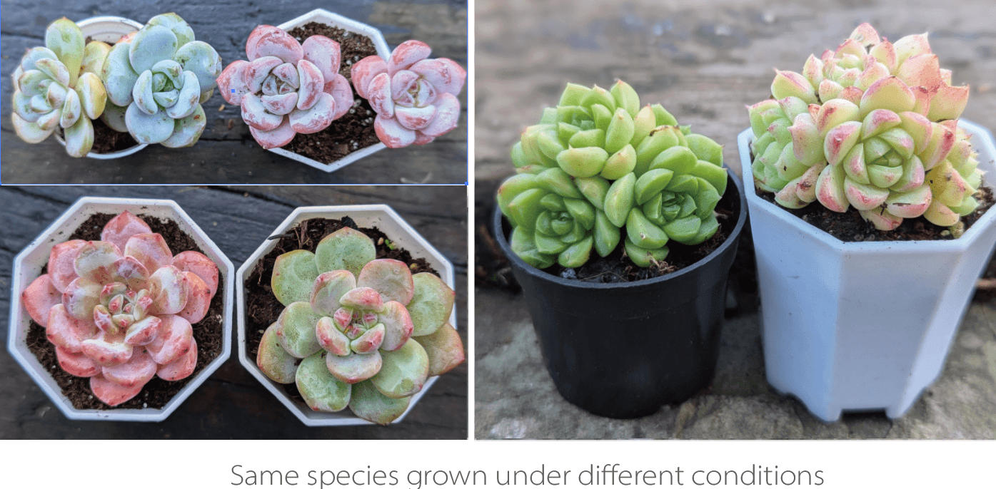 Succulents with different colors