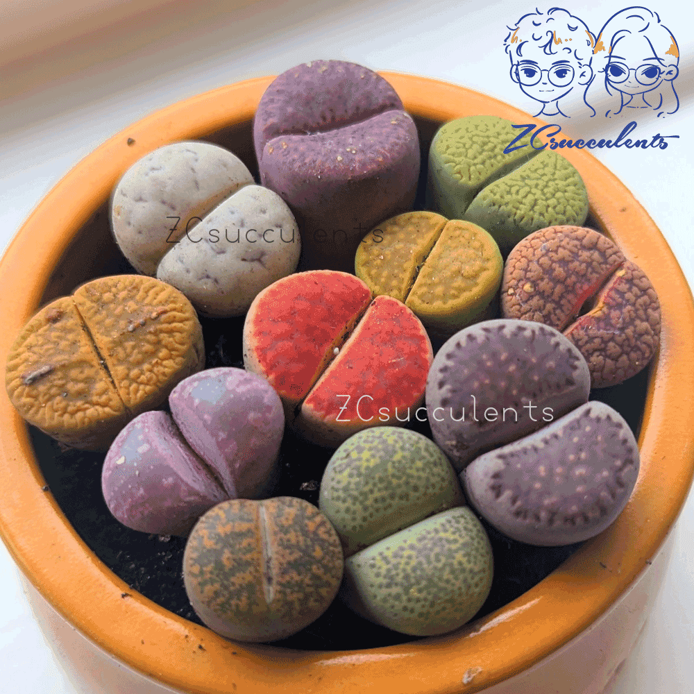 Colorful living stones succulents in a bowl