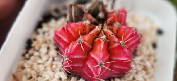 Gymnocalycium mihanovichii variegata