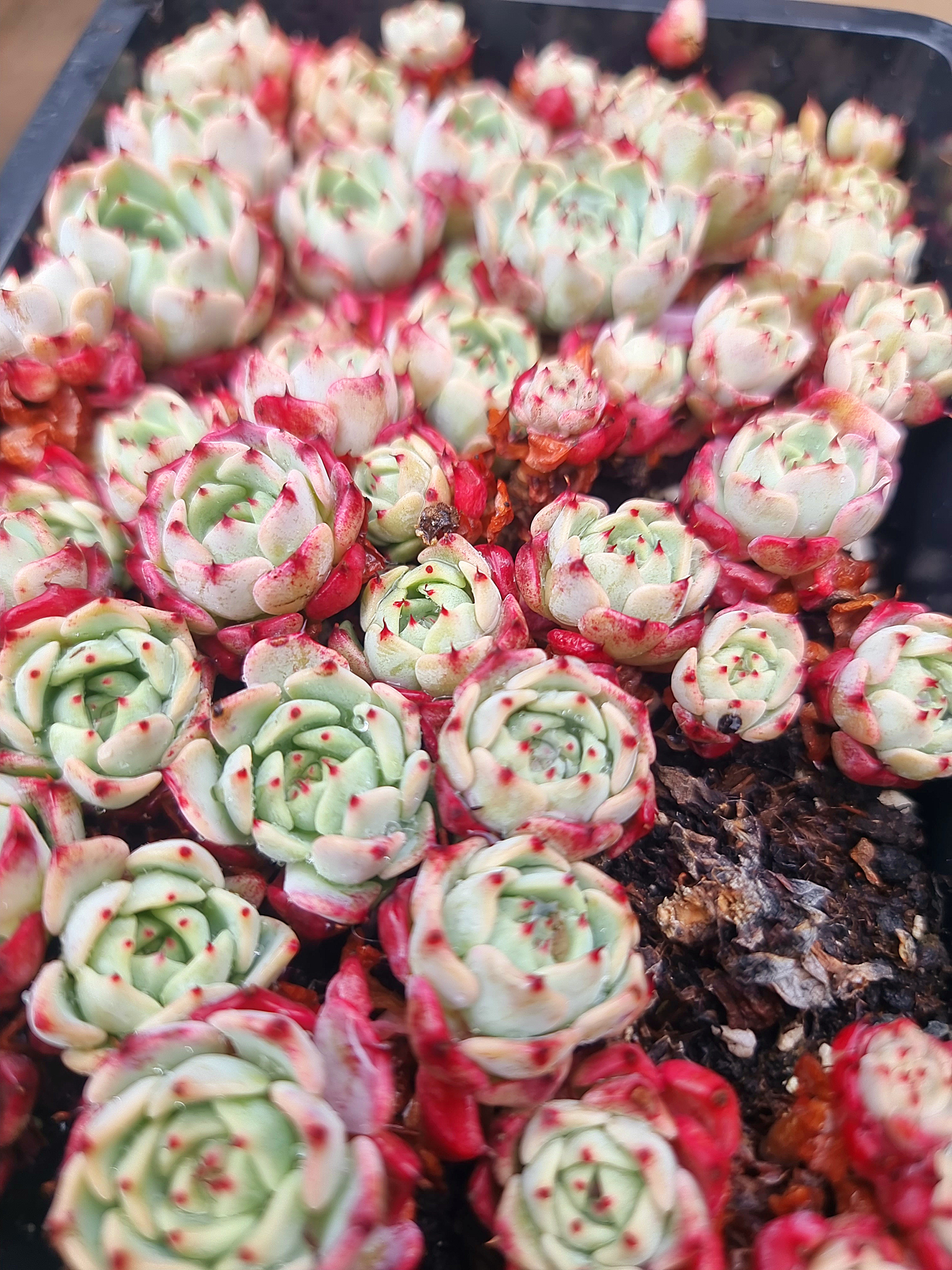 White and red patterned succulents
