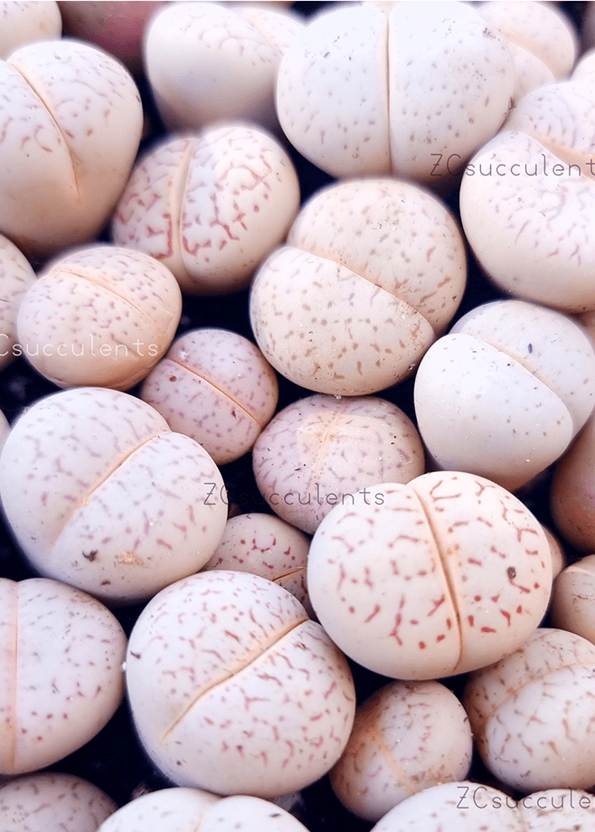 Conophytum