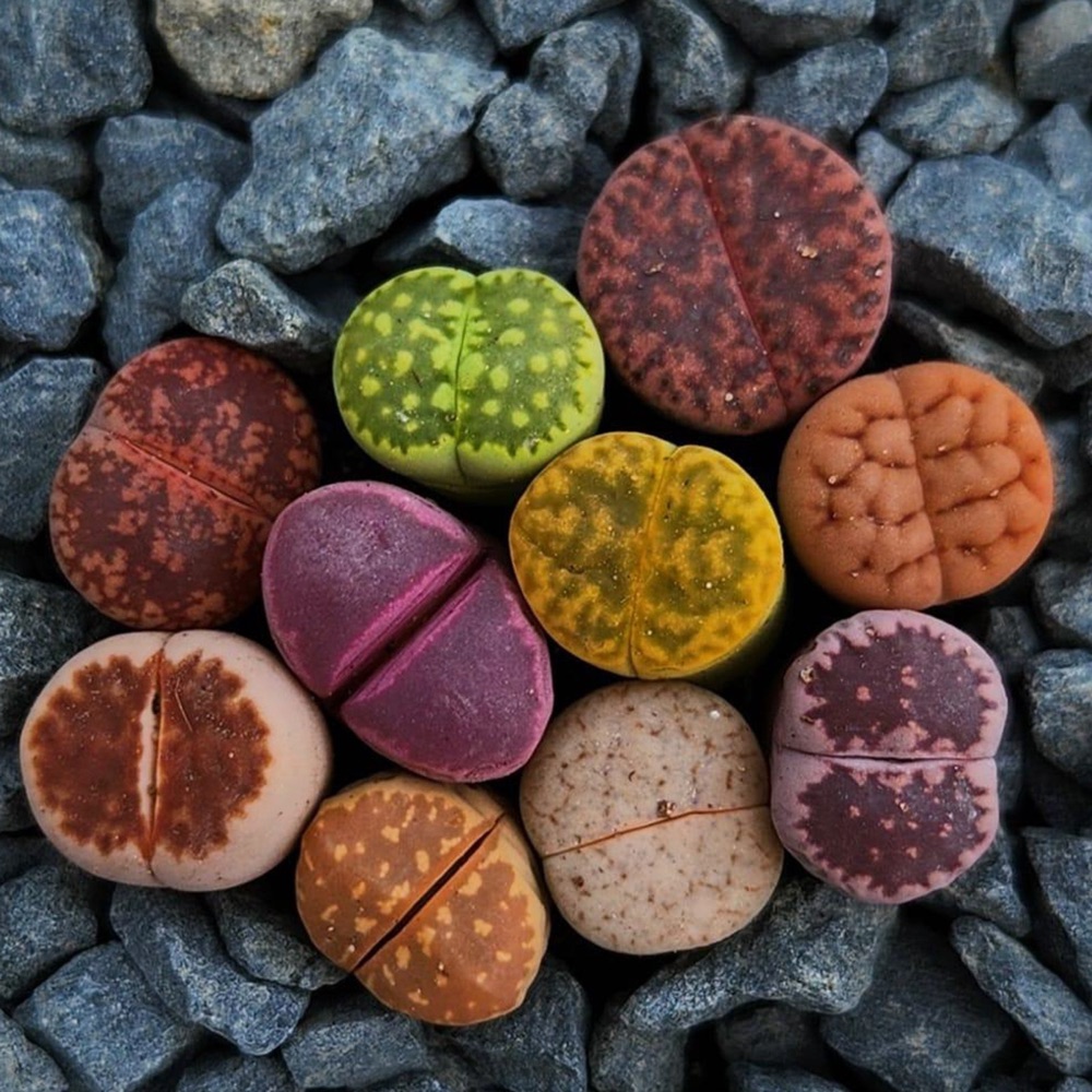 Colourful mix of lithops living stones