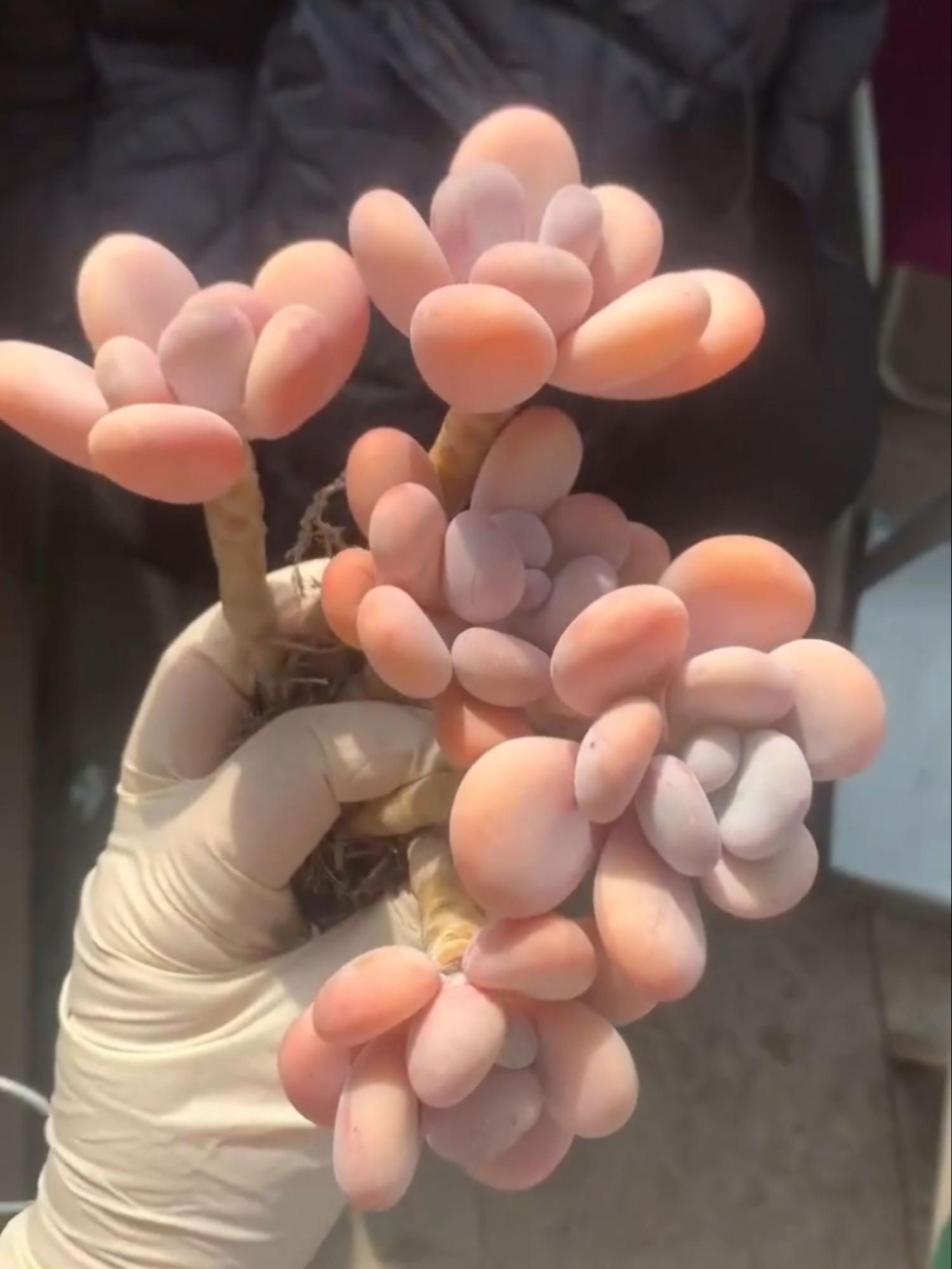 Pachyphytum Orange Snowball