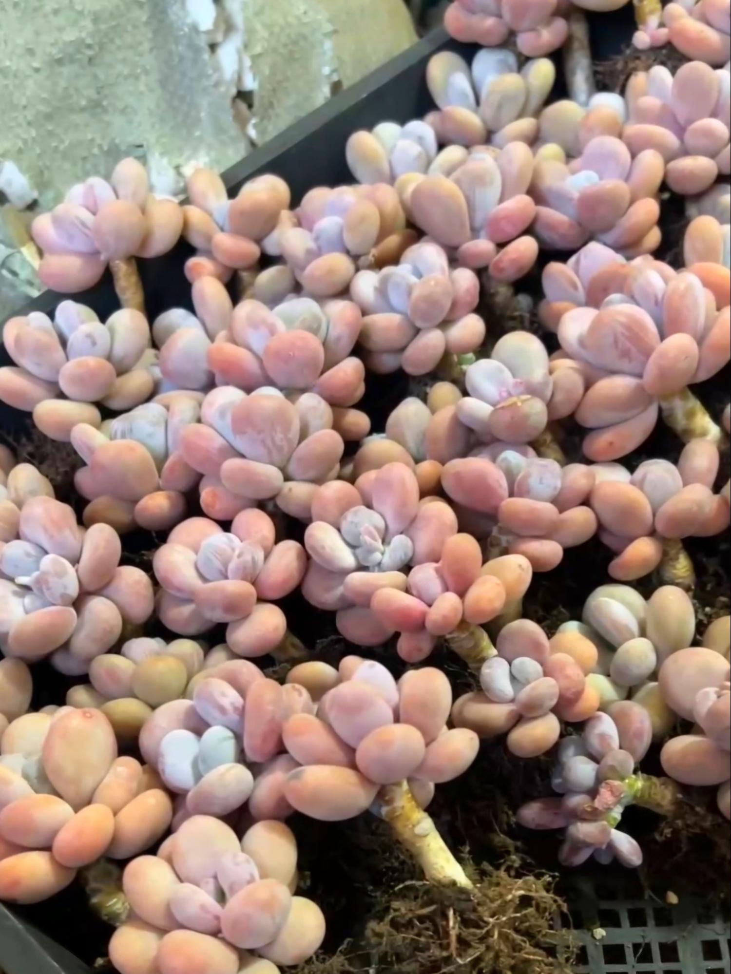 Pachyphytum Orange Snowball